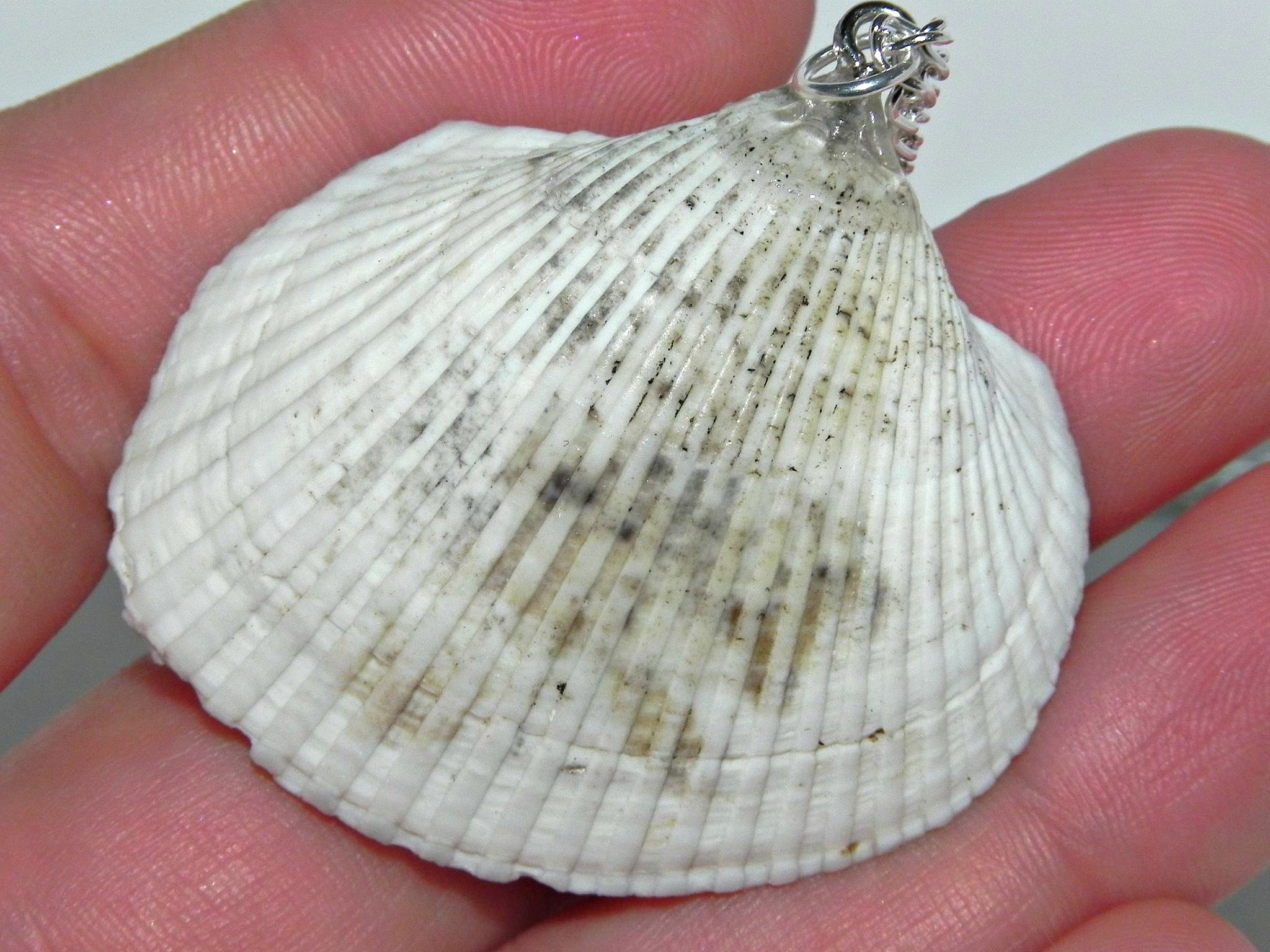 tiny_turtle_jacuzzi_seashell_necklace_necklaces_11.jpg
