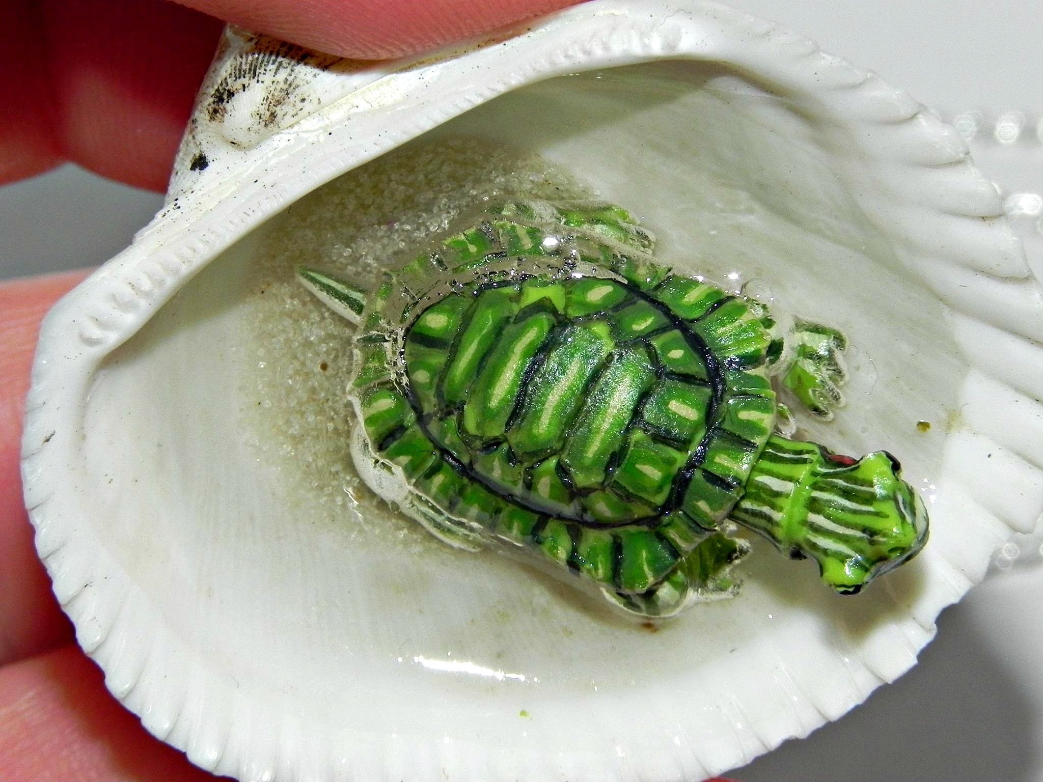 tiny_turtle_jacuzzi_seashell_necklace_necklaces_11.jpg