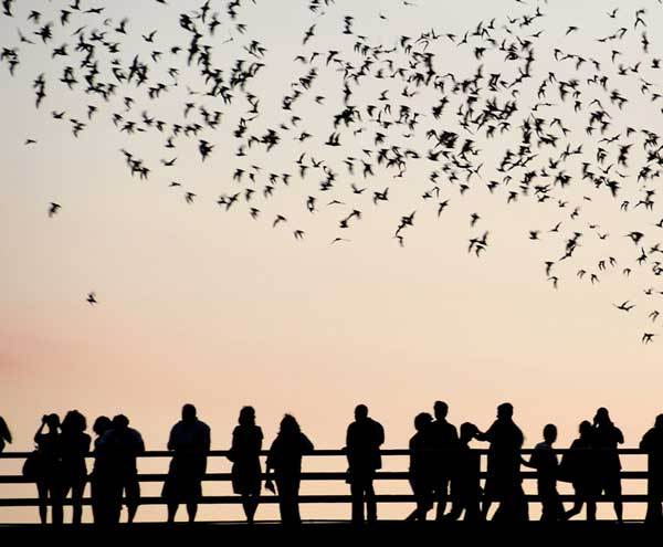 10 Alternative Vacation Ideas for Your Inner Goth: Bats in Texas