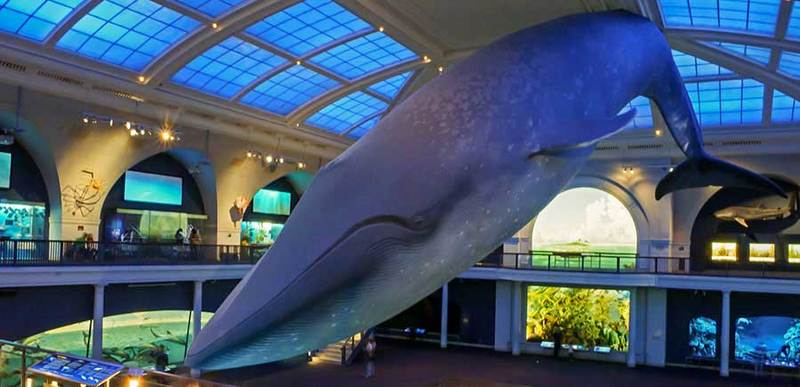 Natural History Museum is great summer activity